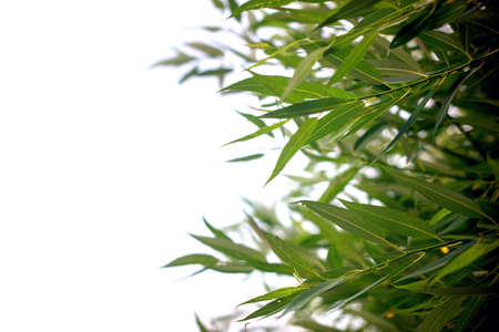 Fresh and green leaves of willow, nature backgroundの写真素材