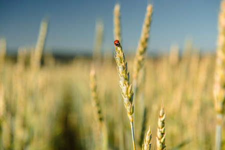 Wheat field with a ladybug and countryside sceneryの写真素材