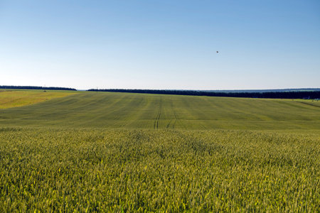 Wheat field and countryside scenery.