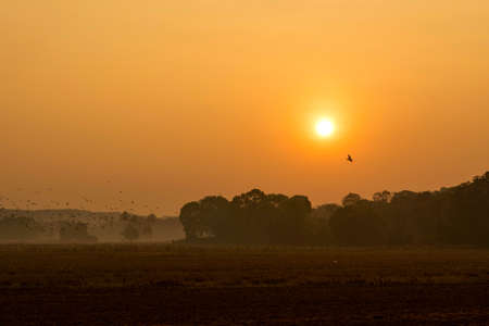 Indian jungle in dawn.の写真素材
