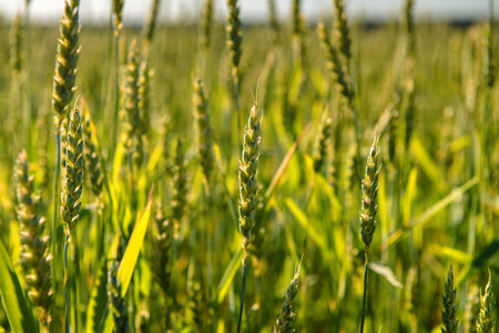 Wheat field and countryside scenery.