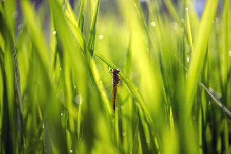 Dragonfly on rice in field. Green leaves background.の写真素材