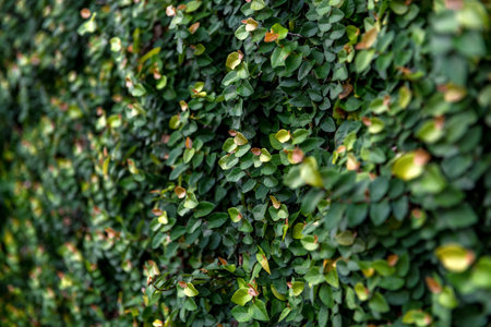 Floristic background. green leaves