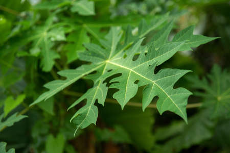 Green papaya leave in jungle.の写真素材