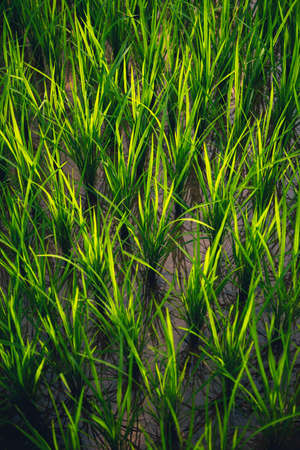 Rice on field. Green leaves background.の写真素材