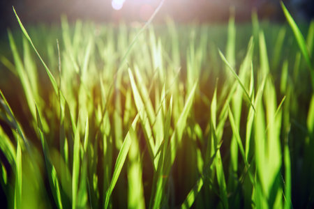 Rice on field. Green leaves background with sunrise.