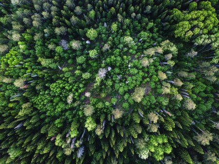 Drone view on green forest
