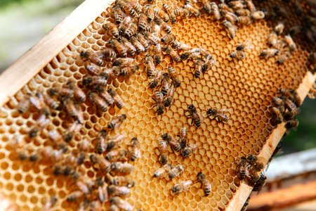Beehive open for inspection by the beekeeper.