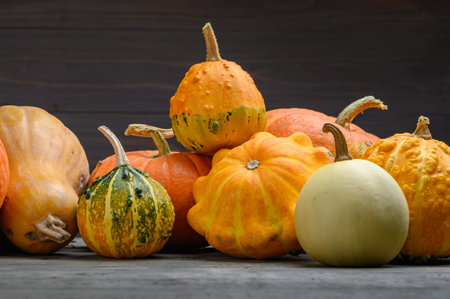 Autumn harvest colorful squashes and pumpkins in different varieties. Wood background