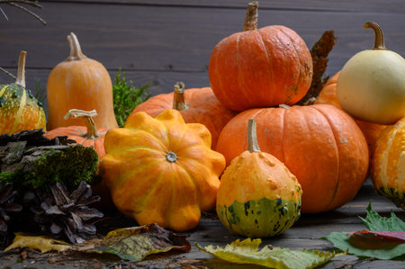 Autumn harvest colorful squashes and pumpkins in different varieties. Forest decoration