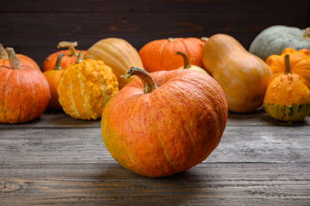 Autumn harvest colorful squashes and pumpkins in different varieties. Wood backgroundの写真素材
