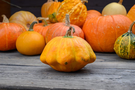 Autumn harvest colorful squashes and pumpkins in different varieties. Wood background