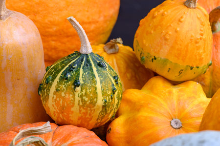 Autumn harvest colorful squashes and pumpkins in different varieties. Wood background