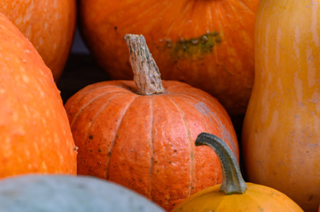 Autumn harvest colorful squashes and pumpkins in different varieties. Wood background