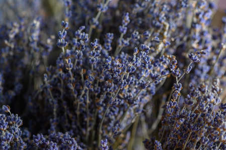 Dried bunches of lavender hanging on wooden ladders.の写真素材