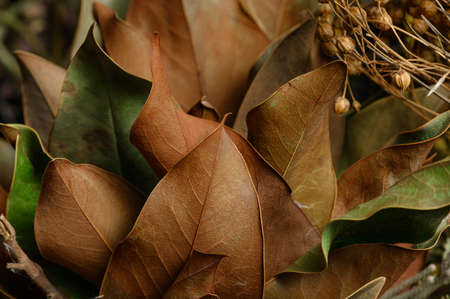 Background of dried green and orange leavesの写真素材