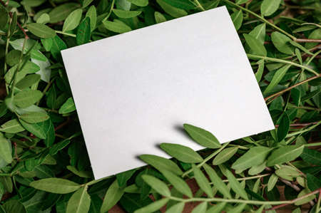 Paper Card Mockup on a Green Leaves for design of invitation, advertising card.の写真素材