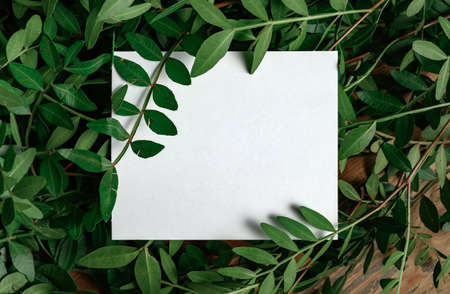 Paper Card Mockup on a Green Leaves for design of invitation, advertising card.の写真素材