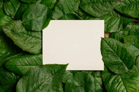 Paper Card Mockup on a Green Leaves for design of invitation, advertising card.の写真素材