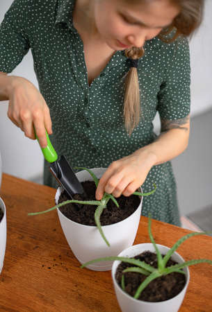 Girl transplanting plants at home in white potsの写真素材