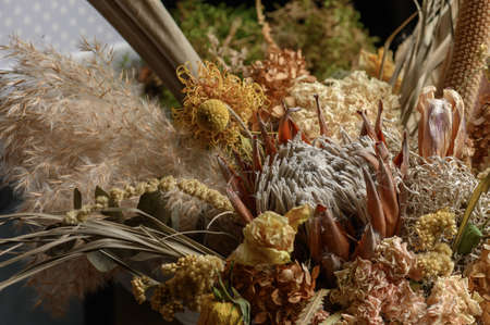 Dried plants, nature background. High quality photoの写真素材