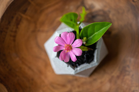 Plant based vegan cuisine. close up photoの写真素材