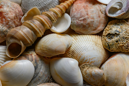 Seashells of various shapes and types. Backgroundの写真素材