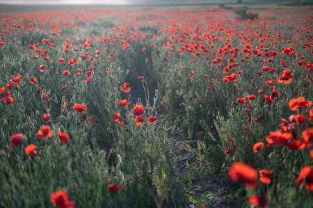 Red poppies close-up on an endless field with beautiful sunlight.の写真素材