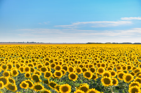 Close up sunflower in the field with blue sky.の写真素材