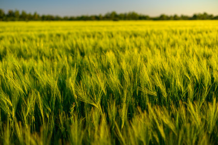 Green spikelets of wheat scatter with a blurred backgroundの写真素材