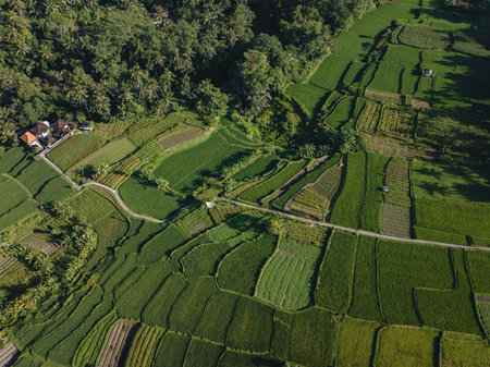 Rice Terrace, Ubud, Bali, Indonesia. Top view