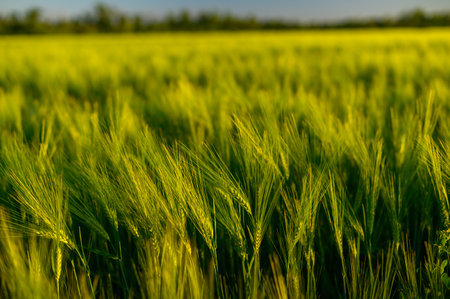 Green spikelets of wheat scatter with a blurred backgroundの写真素材