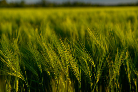 Green spikelets of wheat scatter with a blurred backgroundの写真素材