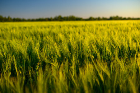Green spikelets of wheat scatter with a blurred backgroundの写真素材