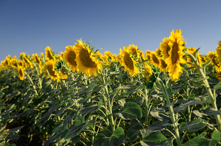Close up sunflower in the field with blue sky.の写真素材