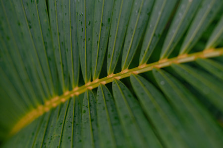Tropical green palm plant background close upの写真素材