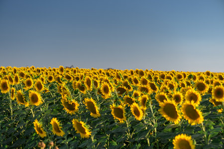 Beautiful sunflowers in the field natural background, Sunflower bloomingの写真素材