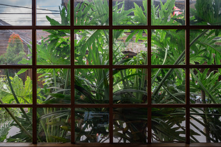 Wooden window lattice overgrown with greenery backgroundの写真素材