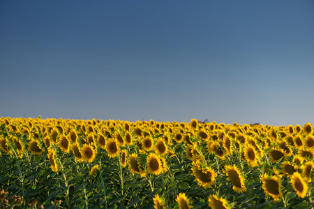 Beautiful sunflowers in the field natural background, Sunflower bloomingの写真素材