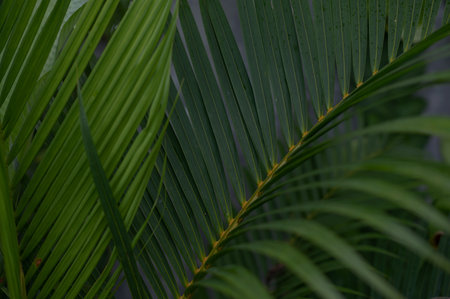 Tropical green palm plant background close upの写真素材