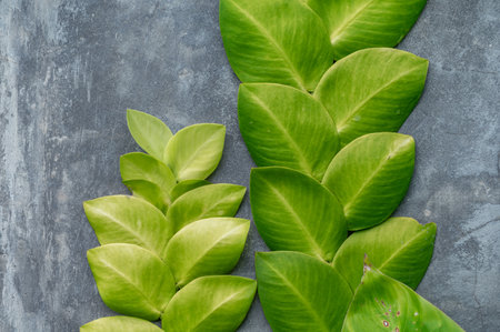 Tropical green leaves grow on gray wallの写真素材
