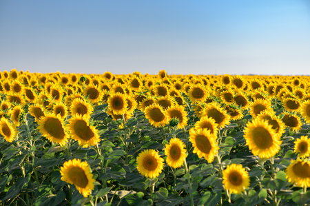 Beautiful sunflowers in the field natural background, Sunflower bloomingの写真素材