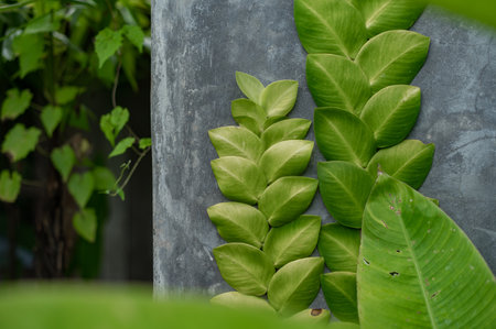 Tropical green leaves grow on gray wallの写真素材