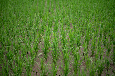 Rice fields, terraces, plantation, farm. An organic asian rice farm and agriculture. Young growing riceの写真素材