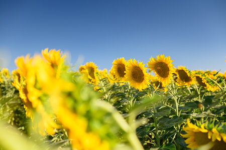 Close up sunflower in the field with blue sky.の写真素材