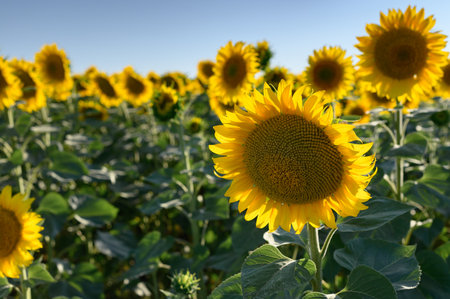 Close up sunflower in the field with blue sky.の写真素材