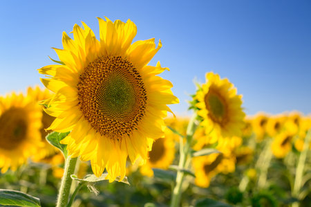 Close up sunflower in the field with blue sky.の写真素材