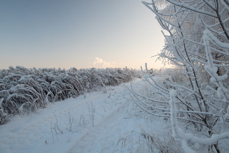 Winter landscape with snowy treesの写真素材