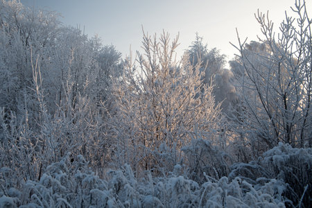 Winter landscape with snowy treesの写真素材