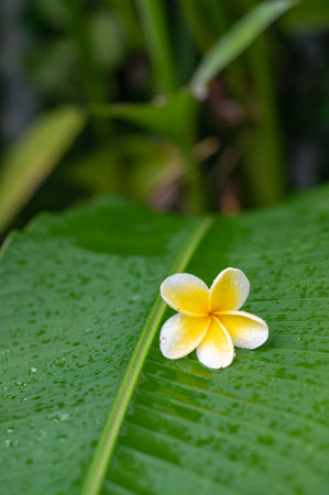 Tropical green palm plant background with frangipani flower close upの写真素材